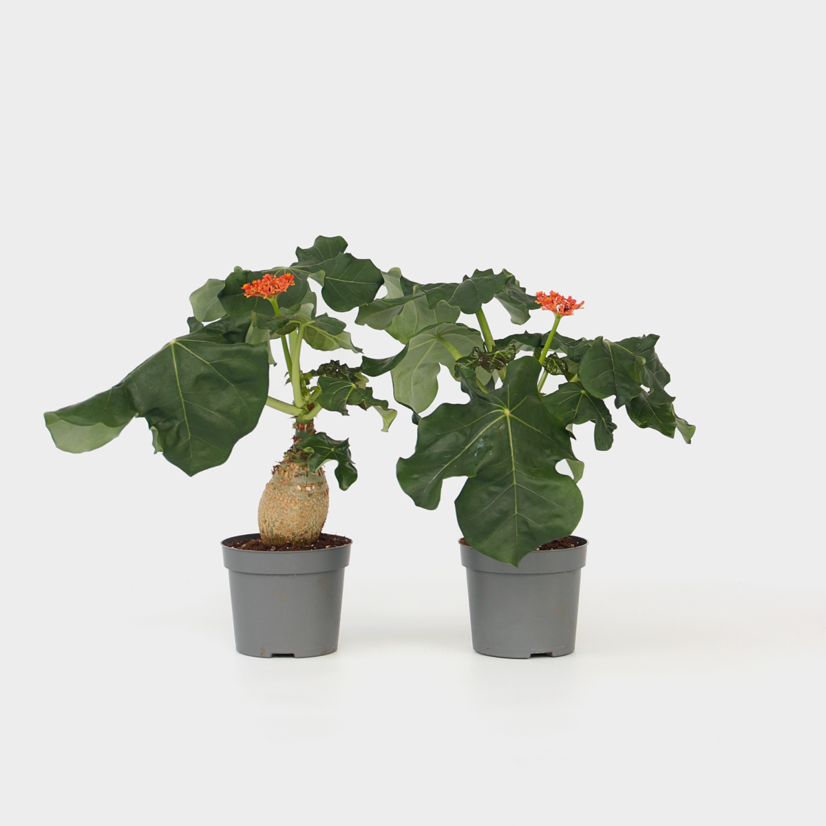 Jatropha Podagrica - 2er-Set