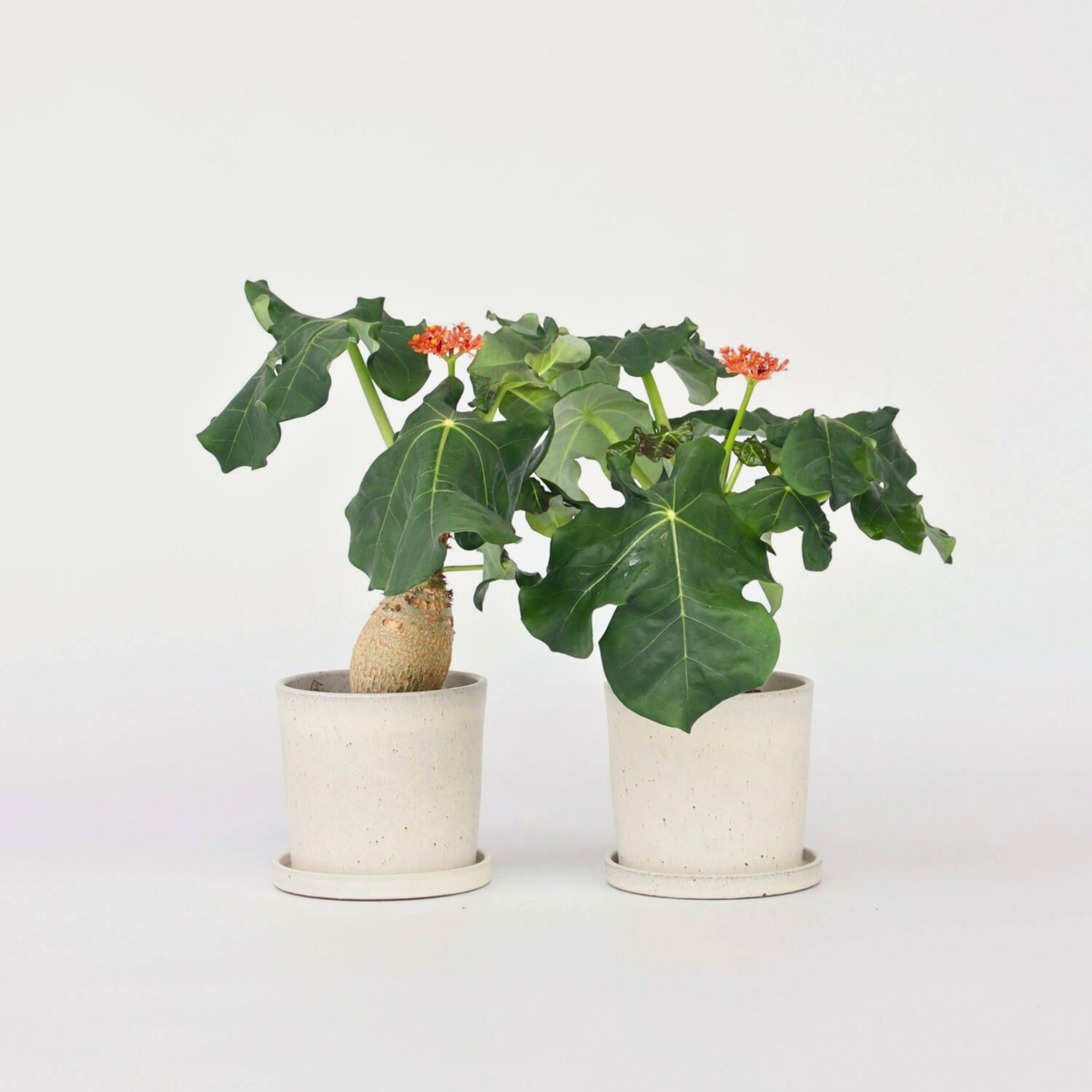 Jatropha Podagrica - 2er-Set