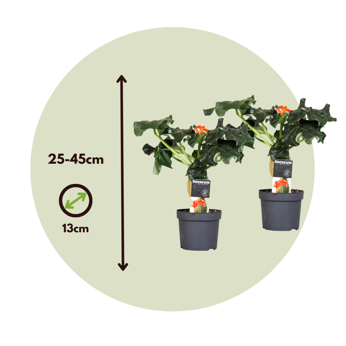 Jatropha Podagrica - 2er-Set