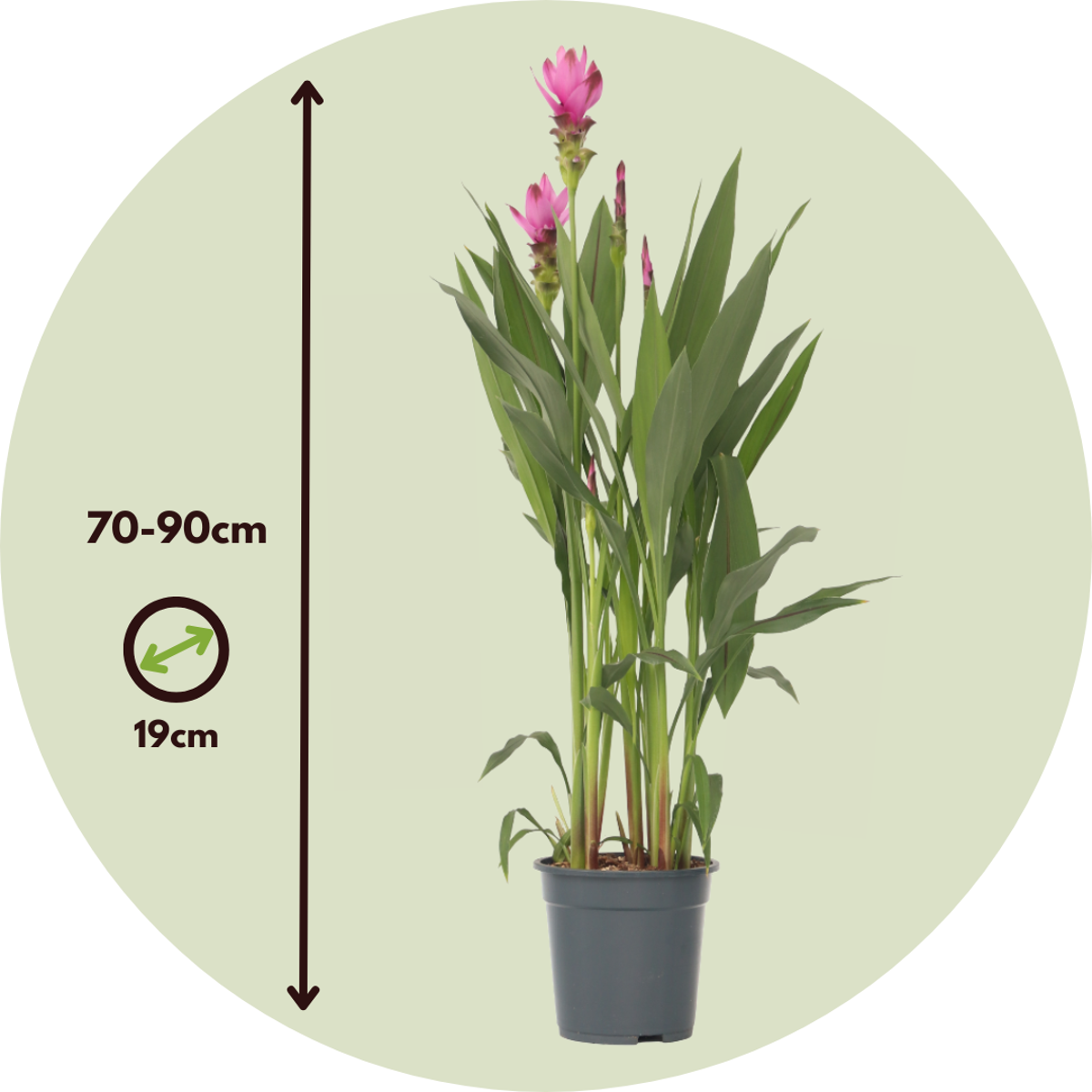 Curcuma Alismatifolia Siam 'Supreme'