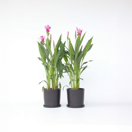 Curcuma Alismatifolia Siam 'Supreme' - 2er-Set