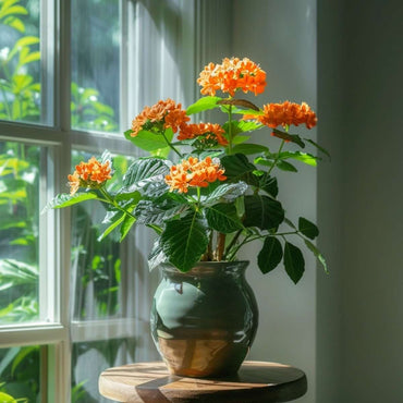 Crossandra 'Fortuna' - 2er-Set