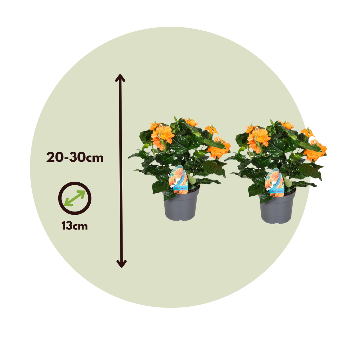Crossandra 'Fortuna' - 2er-Set