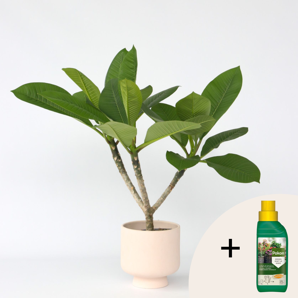 Plumeria Frangipani Hawaii - Mit Pflanzennahrung