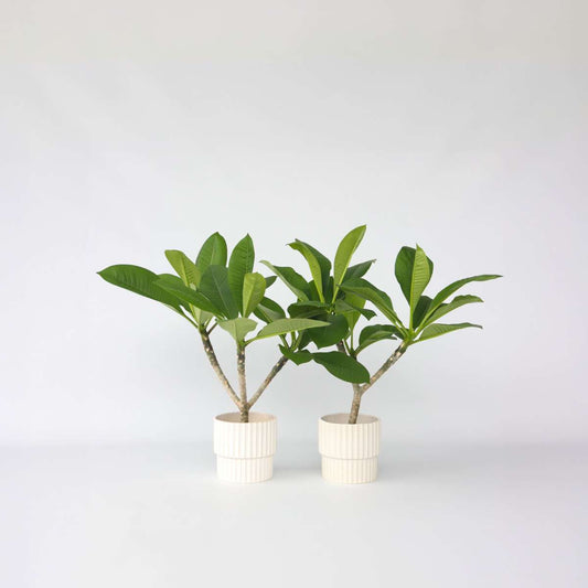 Plumeria Frangipani Hawaii – 2er-Set