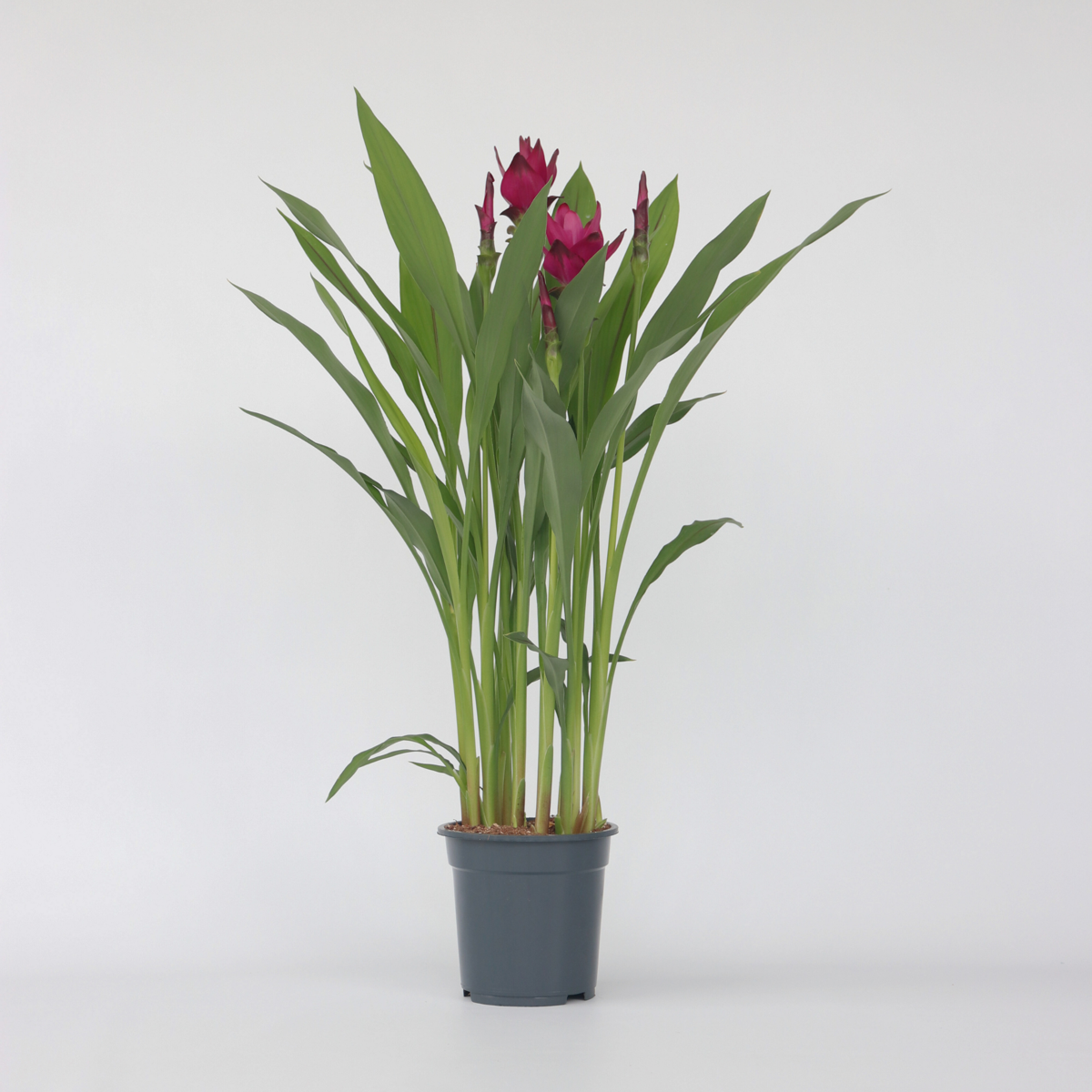 Curcuma alismatifolia 'Skyline'