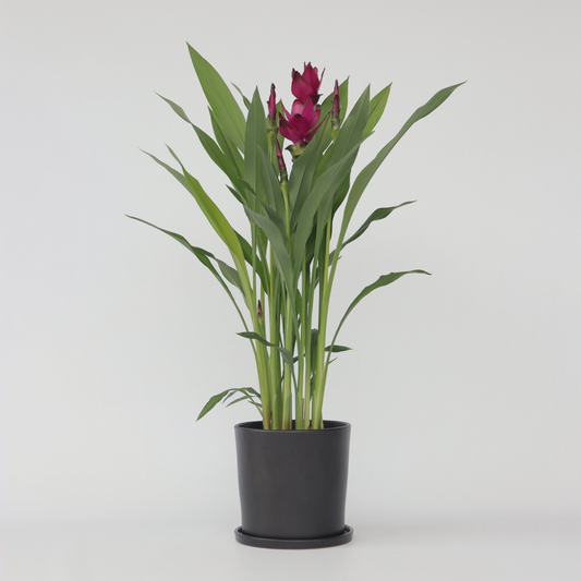 Curcuma alismatifolia 'Skyline'