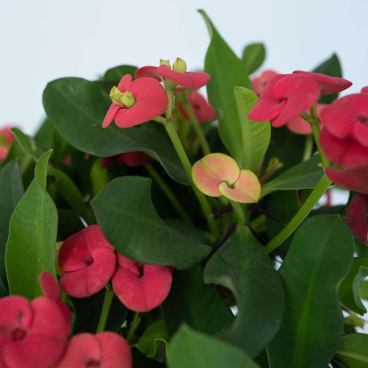 Euphorbia Milii - Honigheuschrecke