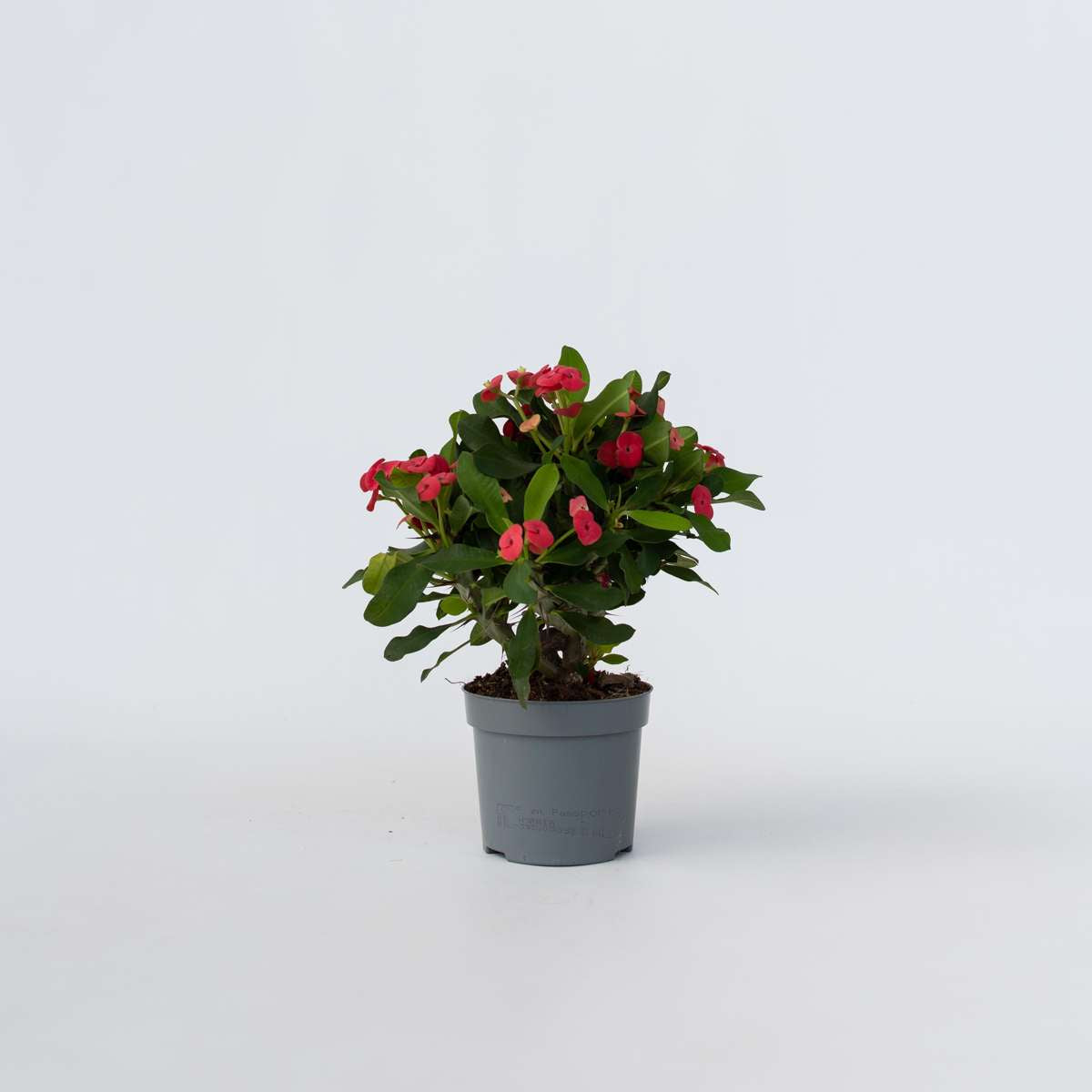 Euphorbia Milii - Honigheuschrecke