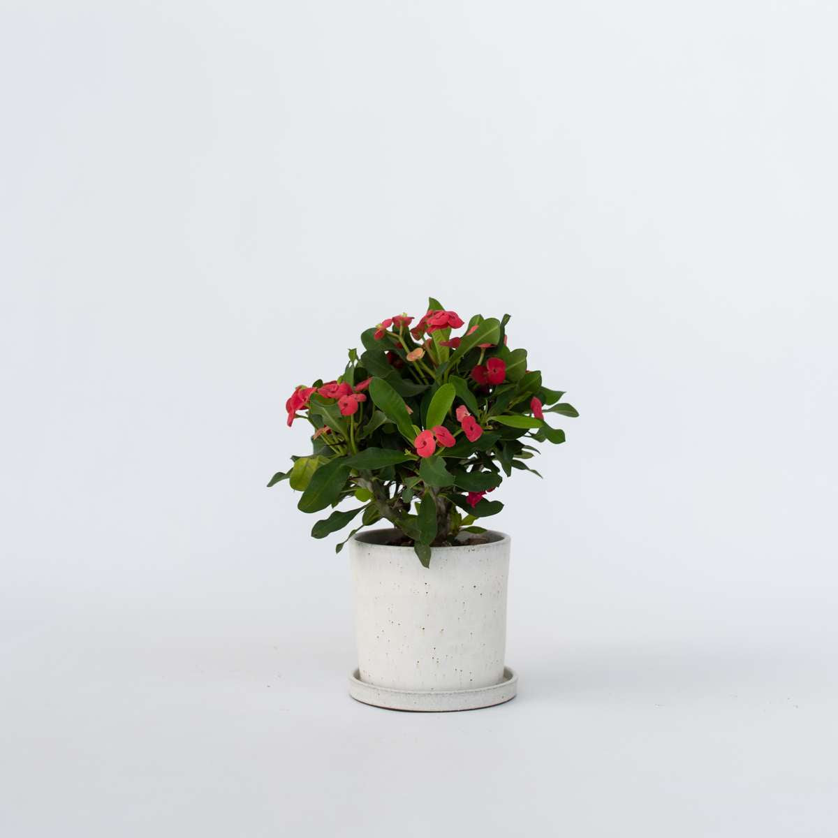 Euphorbia Milii - Honigheuschrecke