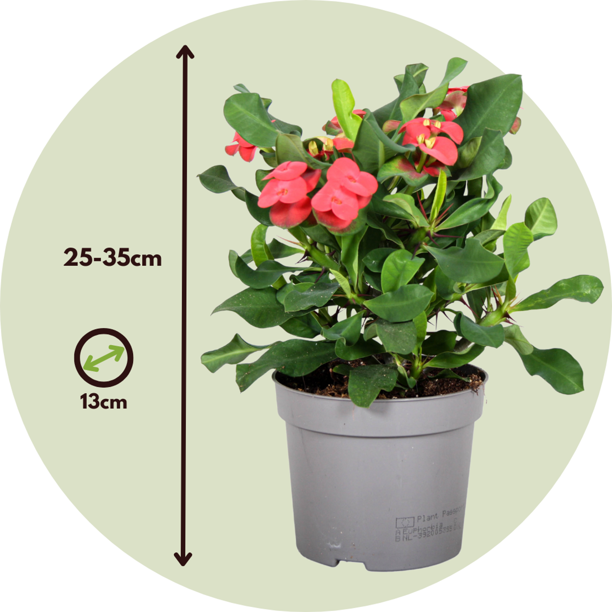 Euphorbia Milii - Honigheuschrecke