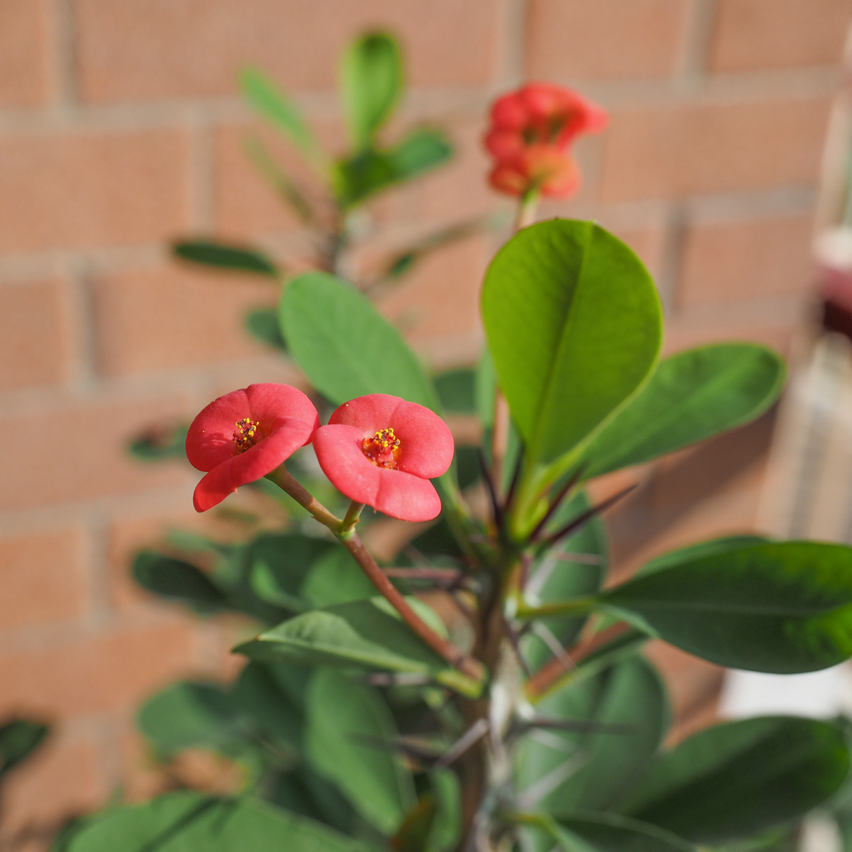 Euphorbia Milii - 2er-Set - Gleditschie