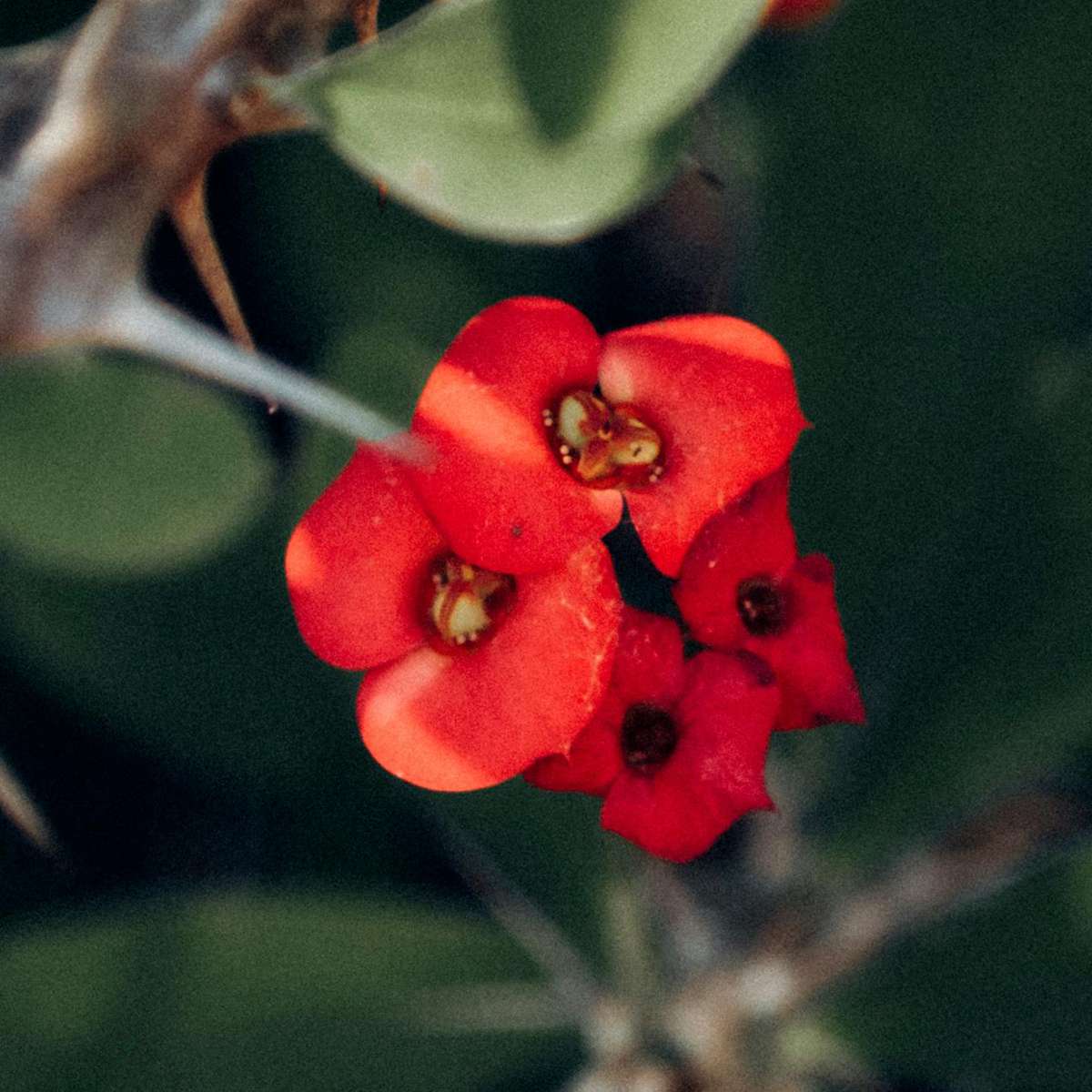 Euphorbia Milii - 2er-Set - Gleditschie