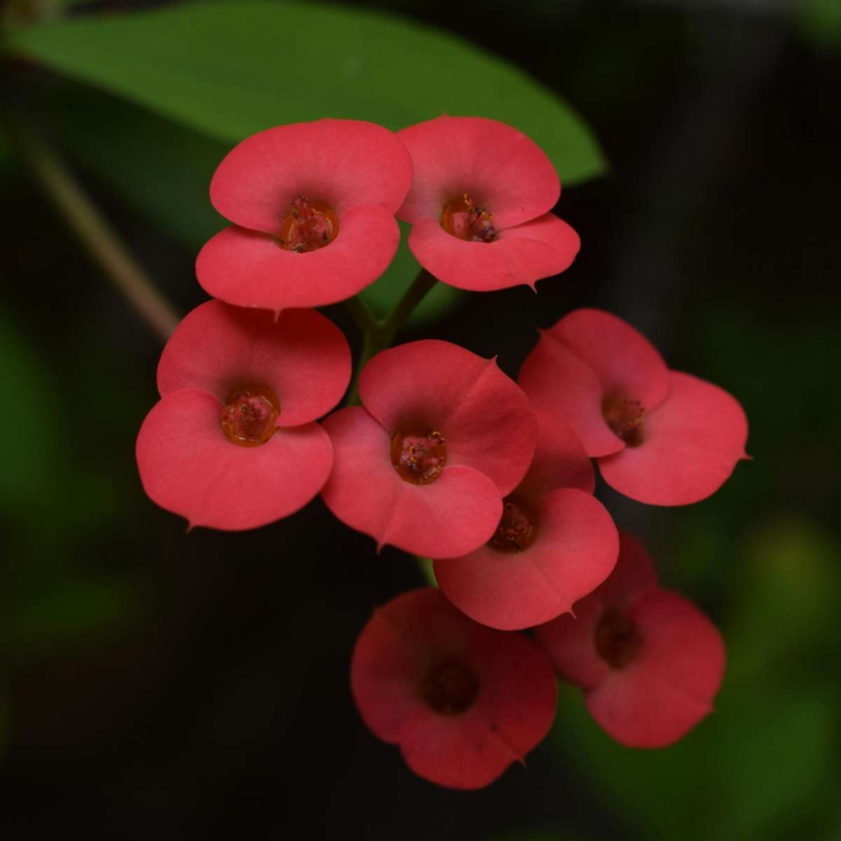 Euphorbia Milii - 2er-Set - Gleditschie