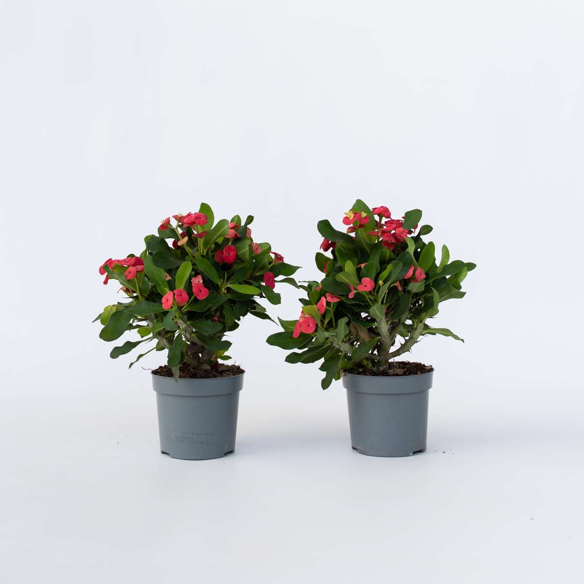 Euphorbia Milii - 2er-Set - Gleditschie