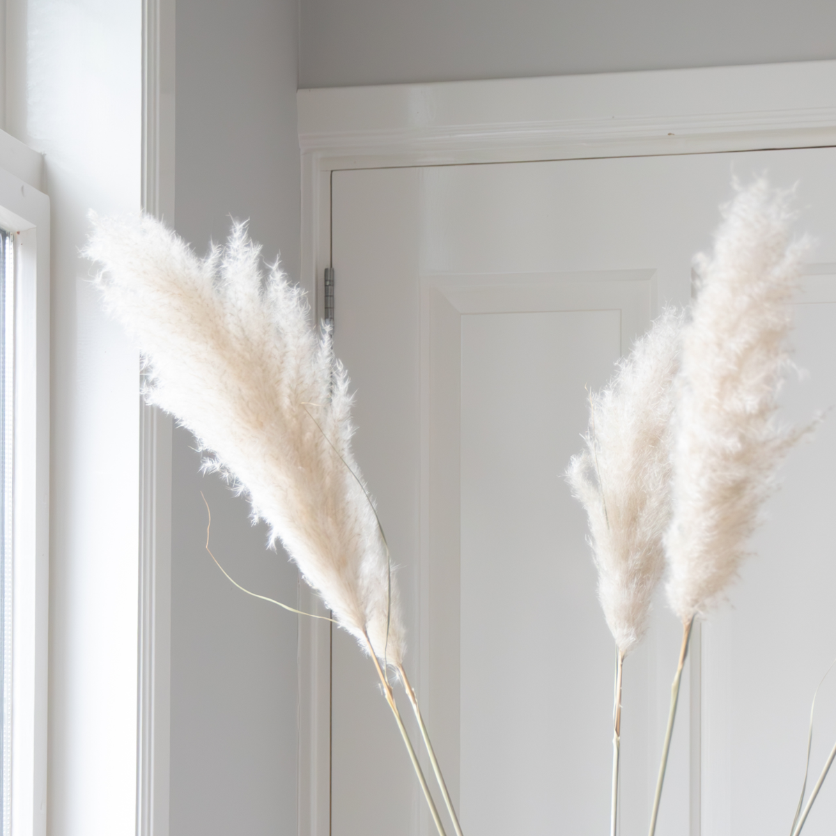 Trockenblumen 'Cortaderia Plum' - 5 Stück