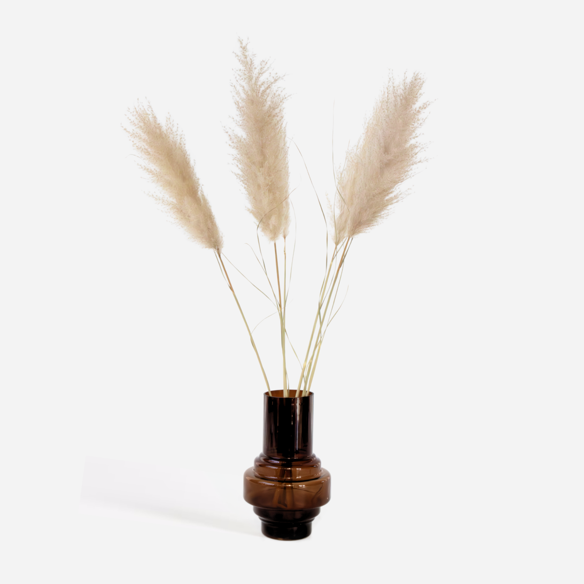 Trockenblumen 'Cortaderia Plum' - 5 Stück