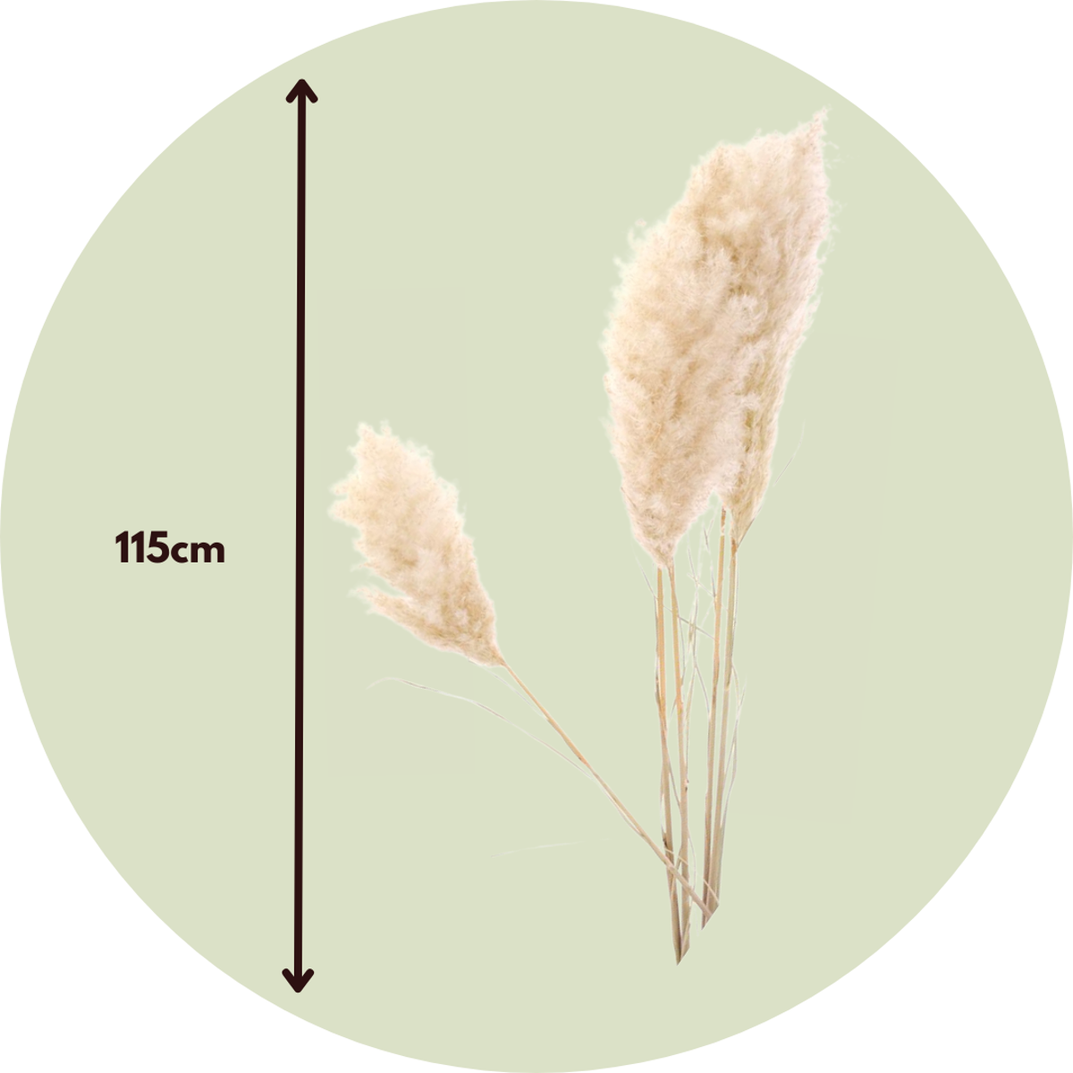 Trockenblumen 'Cortaderia Plum' - 5 Stück