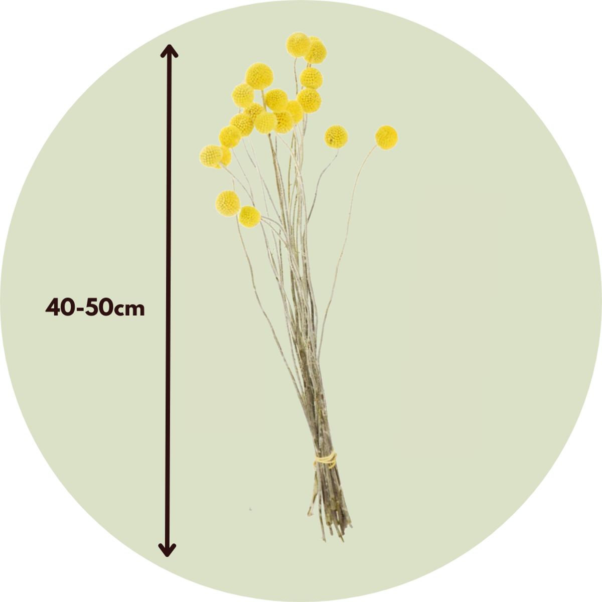 Blumenstrauß 'Craspedia naturgelb' - Trockenblumen