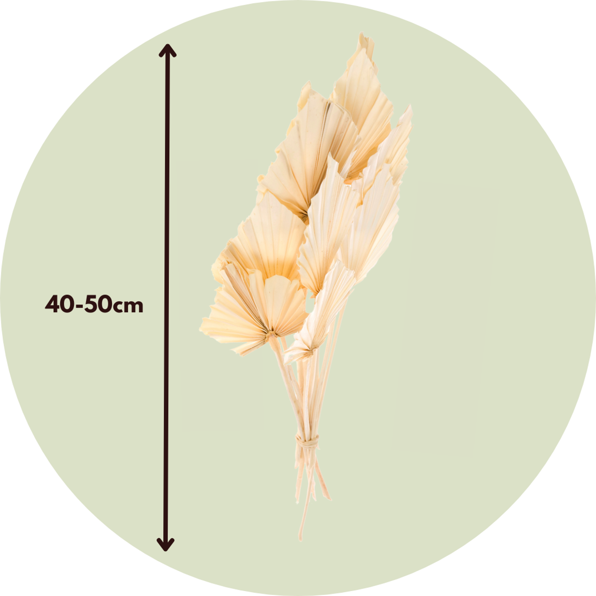Blumenstrauß 'Palmspear Bleached' - Trockenblumen