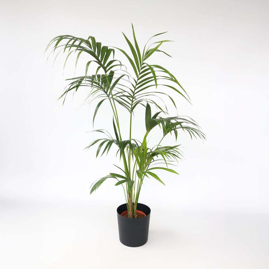 Howea Forsteriana - Kentiapalme