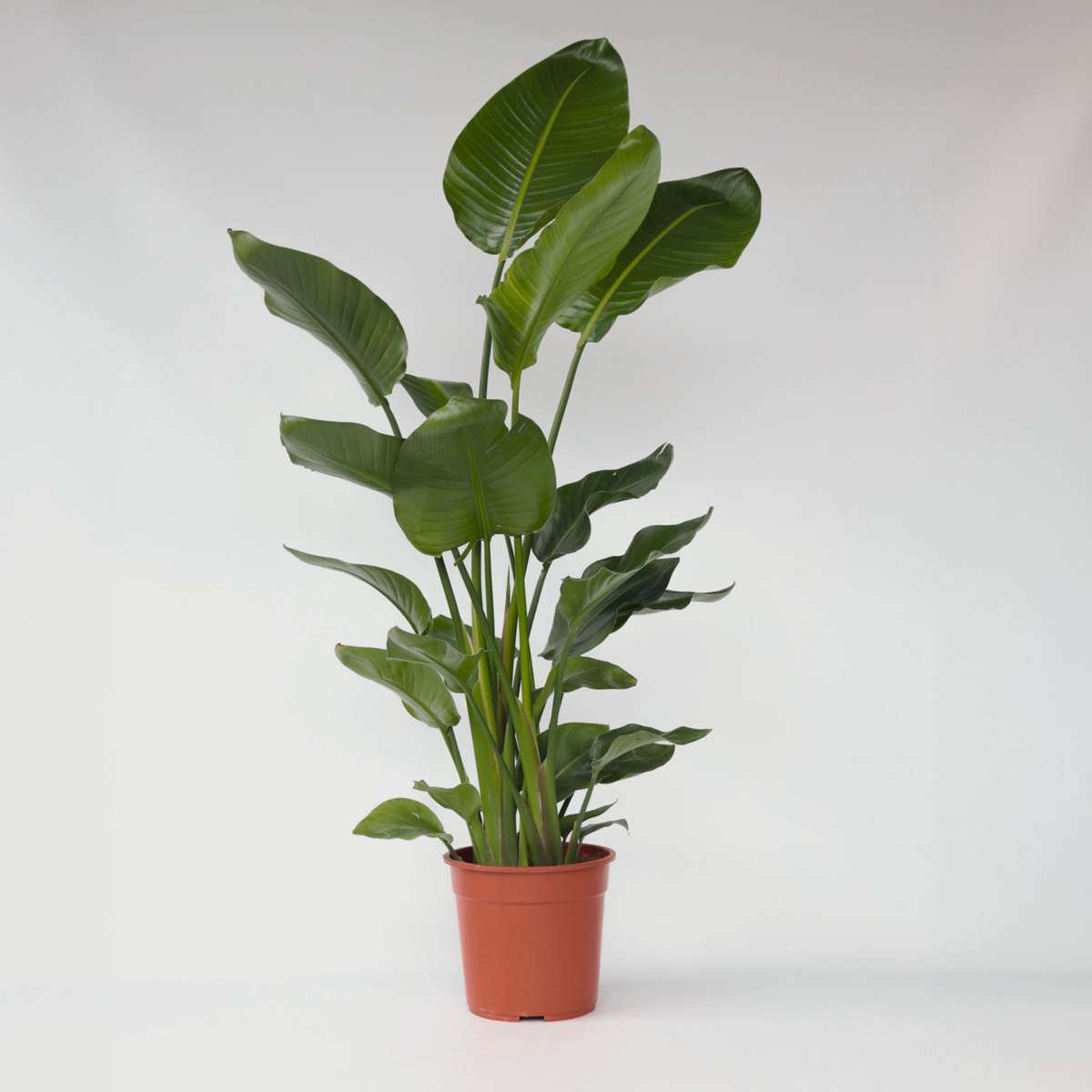 Strelitzia Nicolai - Paradijsvogelbloem