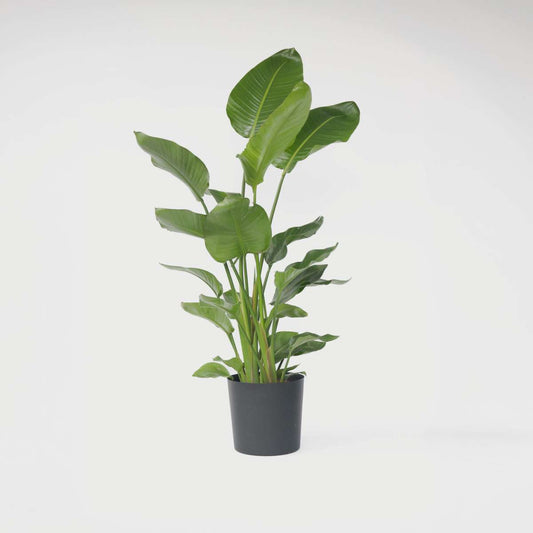 Strelitzia Nicolai - Paradijsvogelbloem