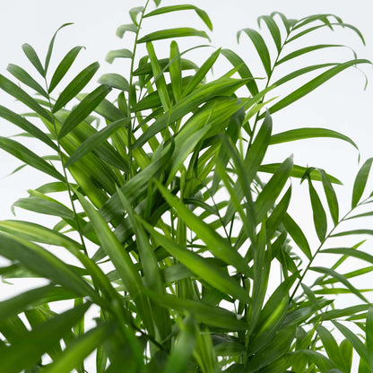 Mexikanische Zwergpalme