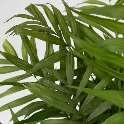 Mexikanische Zwergpalme