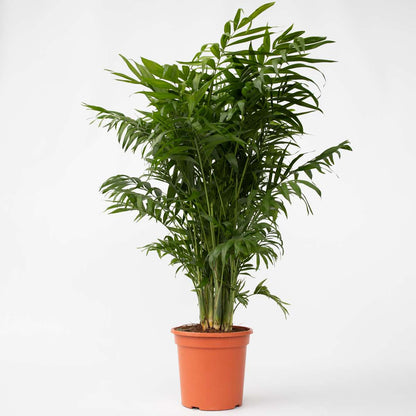 Mexikanische Zwergpalme