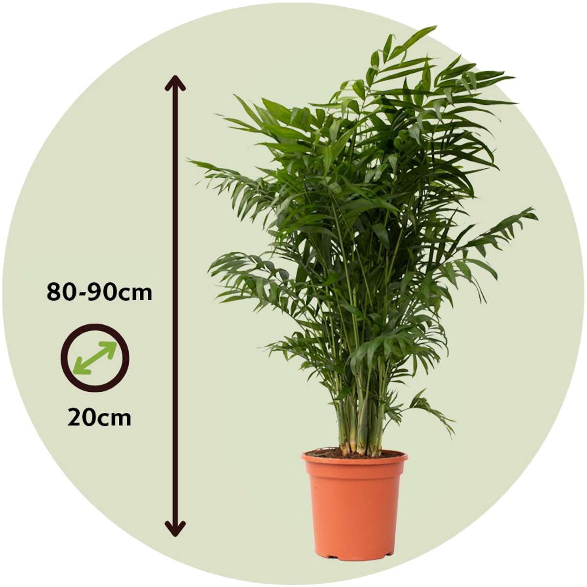 Chamaedorea elegans - 2er-Set - Mexikanische Palmen