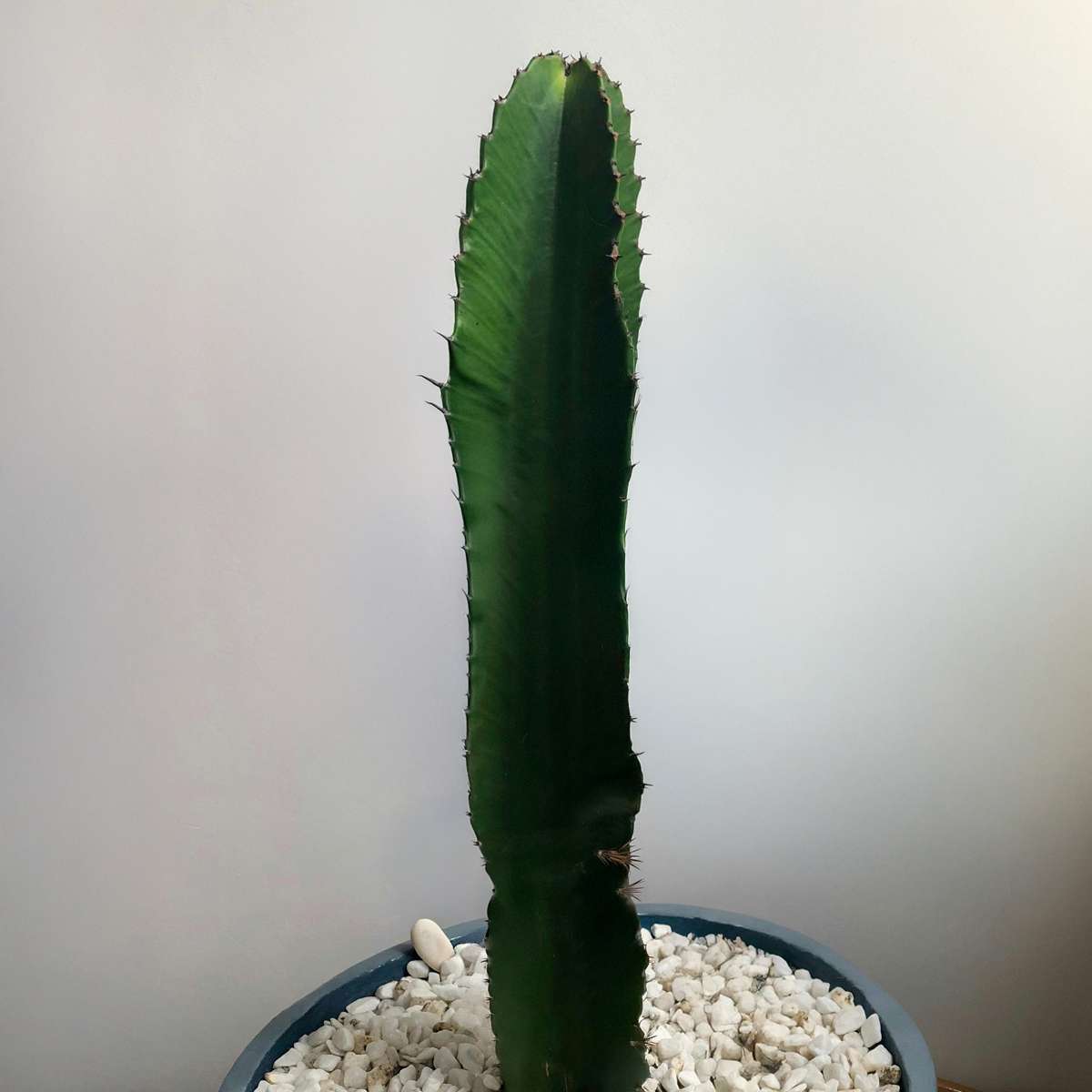 Euphorbia Ingens - Cowboy-Kaktus
