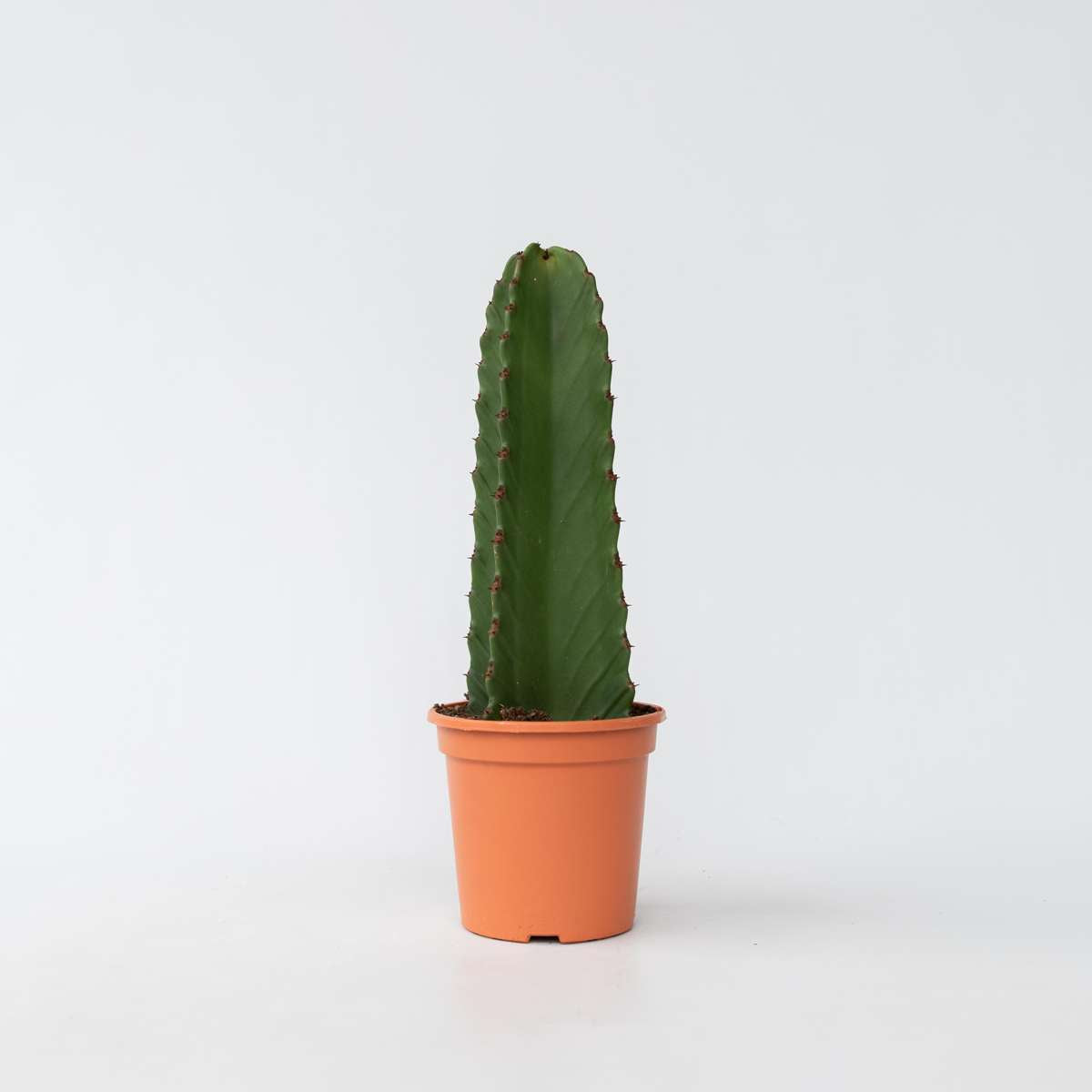 Euphorbia Ingens - Cowboy-Kaktus