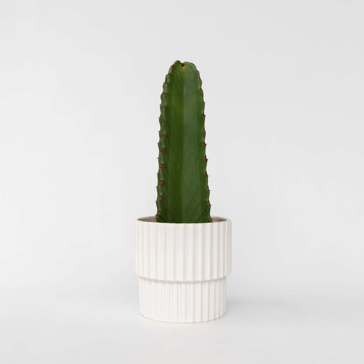 Euphorbia Ingens - Cowboy-Kaktus