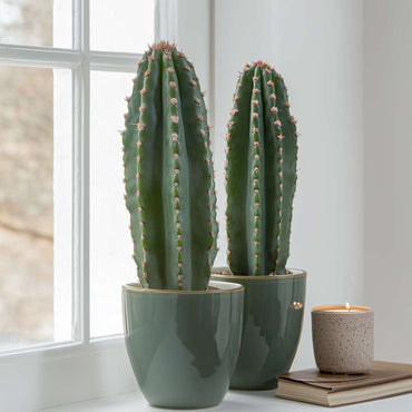 Euphorbia Ingens – 2er-Set – Cowboy-Kaktus