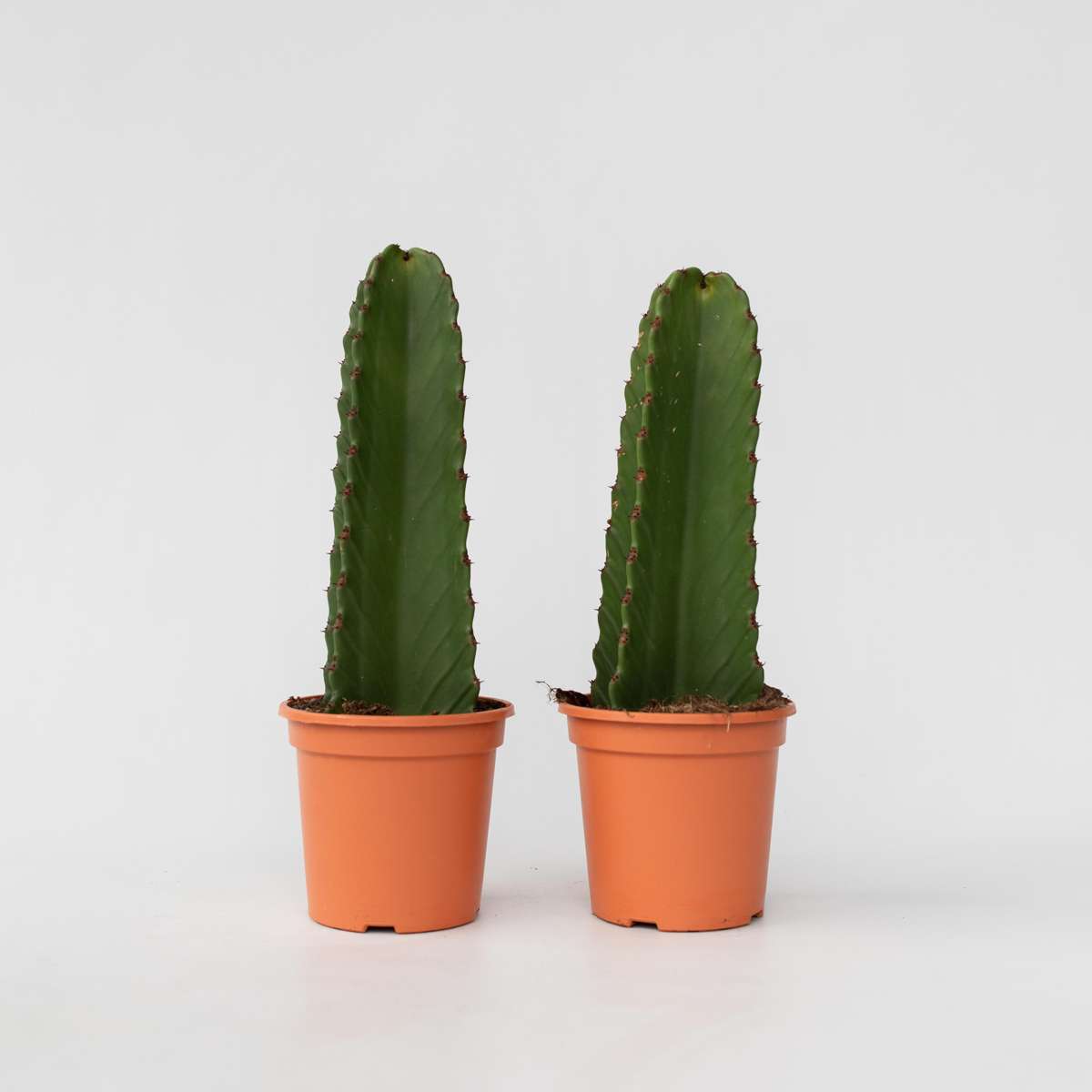 Euphorbia Ingens – 2er-Set – Cowboy-Kaktus