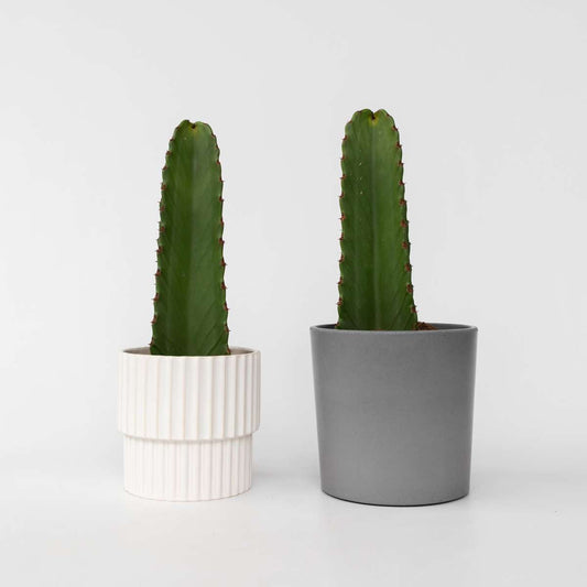 Euphorbia Ingens – 2er-Set – Cowboy-Kaktus