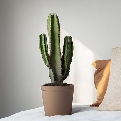 Euphorbia Ingens - Cowboy-Kaktus XL