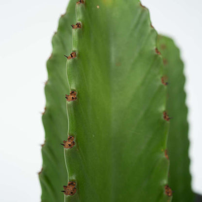Euphorbia Ingens - Cowboy-Kaktus XL
