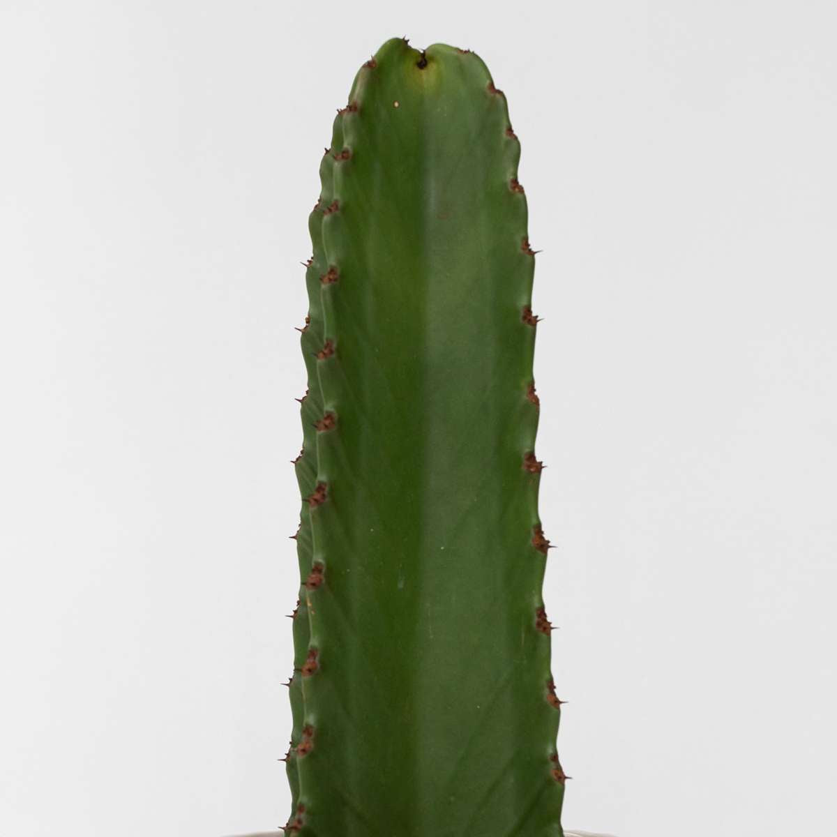 Euphorbia Ingens - Cowboy-Kaktus XL