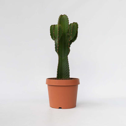 Euphorbia Ingens - Cowboy-Kaktus XL