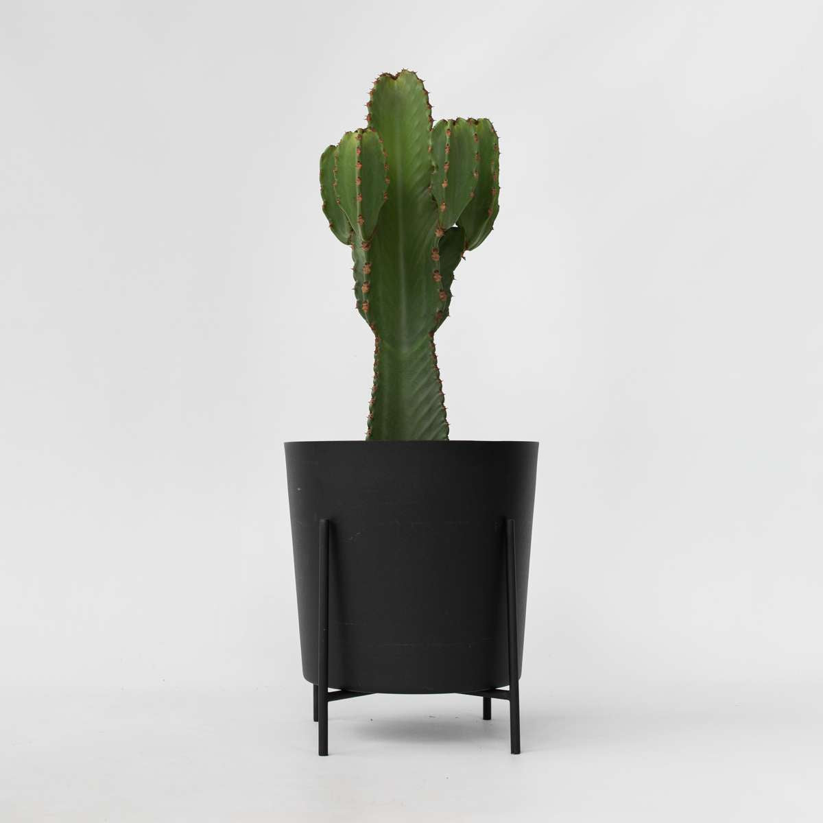 Euphorbia Ingens - Cowboy-Kaktus XL