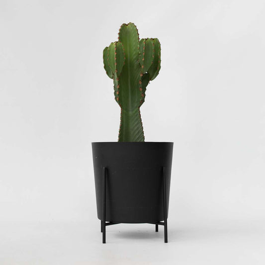 Euphorbia Ingens - Cowboy-Kaktus XL
