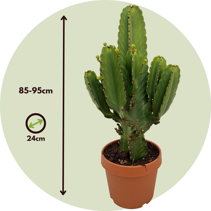 Euphorbia Ingens - Cowboy-Kaktus XL