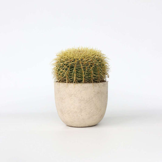 Echinocactus grusonii - Cactus