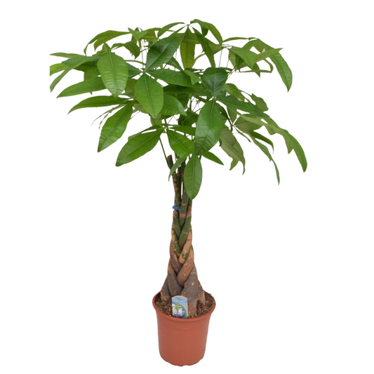 Pachira aquatica 'Geldboom'