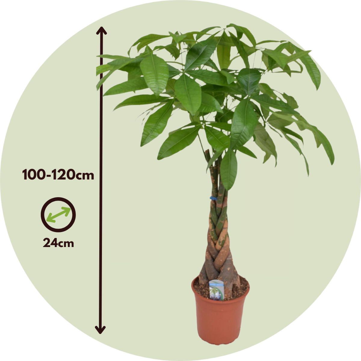 Pachira aquatica 'Geldboom'