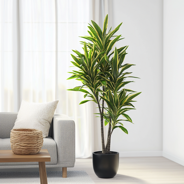 Dracaena fragrans Cintho - Drachenbaum