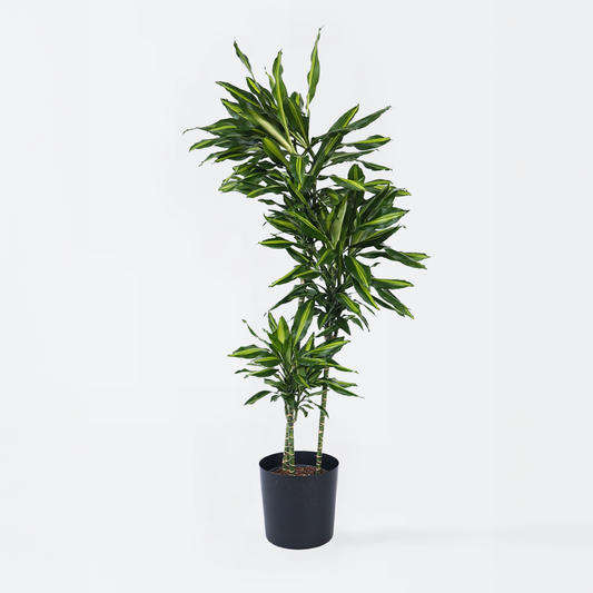 Dracaena fragrans Cintho - Drachenbaum