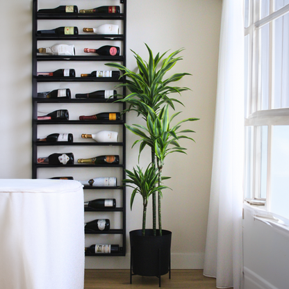 Dracaena fragrans Deremensis – Zitronenlimette